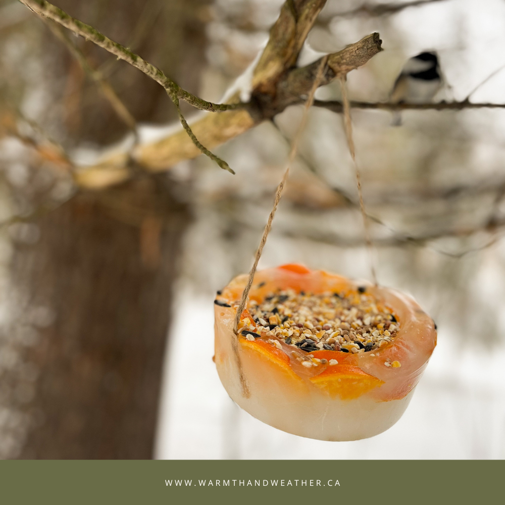 How to Make a Winter Bird Feeder